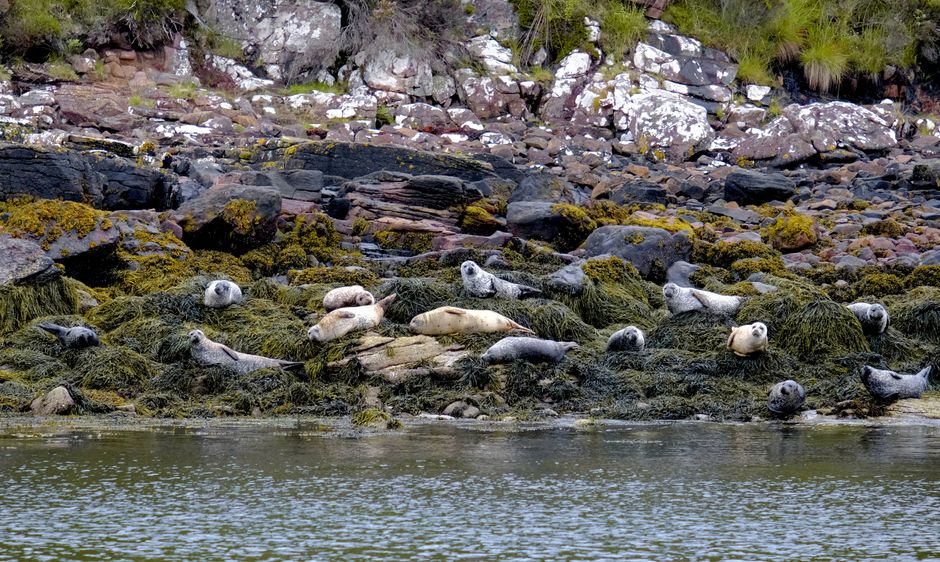 Phoques sur les rochers moussus du rivage d'Ullapool