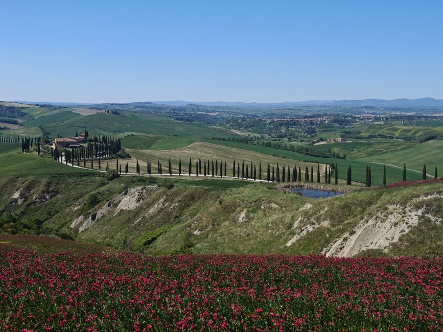Route bordée de cyprès entre les collines de Toscane