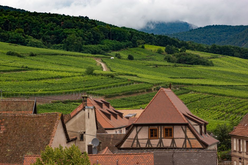 Vignobles et maisons traditionnelles de Dambach-la-Ville